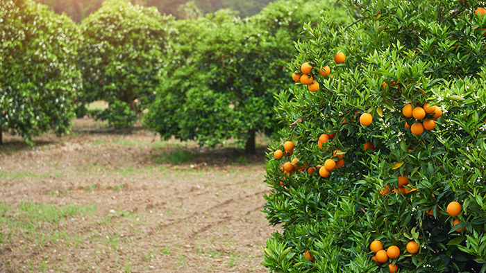 خواص پرتقال